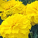 黄色のマリーゴールドの写真